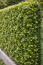 Artificial Grass Screen